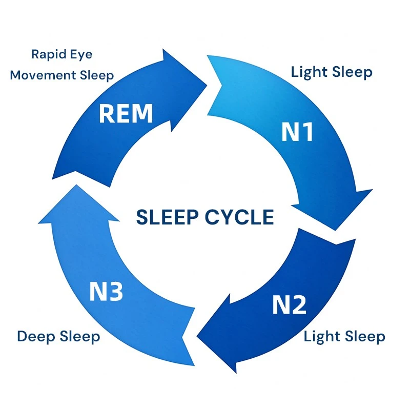 SLEEP CYCLE SLEEP CYCLE