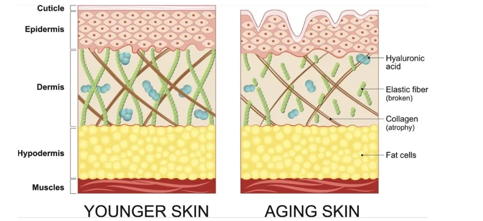 What Is Hyaluronic Acid? What Is Hyaluronic Acid?