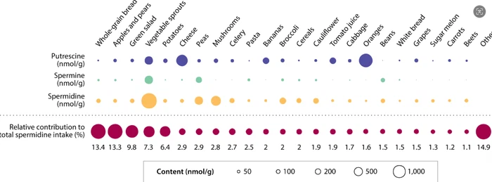 What Is Spermidine What Is Spermidine