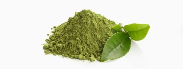 Green Tea Matcha extract Powder. Green Tea Matcha extract Powder.